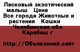Ласковый экзотический малыш › Цена ­ 25 000 - Все города Животные и растения » Кошки   . Челябинская обл.,Карабаш г.